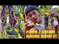Download Lagu Panen 2 Sarang Burung Sogok Ontong || Poin 3 Ekor Anakan‼️