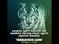 Download Lagu Macan Putih \