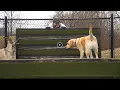 Barkwood Dog Park in Beachwood OH