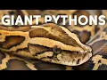 Giant Burmese Pythons Wreak Havoc In The Florida Everglades Python Hunters Real Wild
