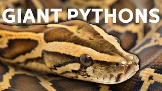 Giant Burmese Pythons Wreak Havoc In The Florida Everglades Python Hunters Real Wild
