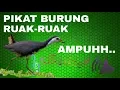 Lagu # Pikat suara burung ruak-ruak , langsung datang durasi panjang