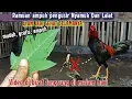 Download Lagu Buruan buat ramuan ini!! Ayam bebas dari nyamuk dan lalat, ayam jadi sehat selamanya