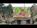 Download Lagu Singapore Bird Paradise Shows: Predators on Wings \u0026 Wings of the World