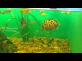 Pet Supermarket Dothan al