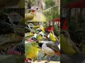 Download Lagu Suara Pikat Burung Ribut Paling Ampuh#birds #pikatsogokontong #suarapikatampuh #pikat #burung