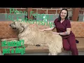 Externship 1 Vet Tech Program Penn Foster