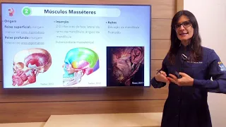 Músculos da mastigação