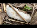 MUST WATCH Find of a lifetime in MISSOURI Arrowhead Hunting