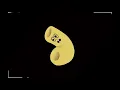 Download Lagu The Macaroni Song