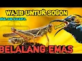 Download Lagu MASTERAN SOGON SUARA BELALANG EMAS