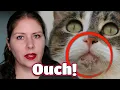 Chin Acne in Cats A Vet s Guide