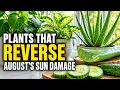 20 Indoor Plants That Reverse August s Sun Damage On Your Skin