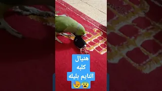 هنيال كلبه النايم ليله نغمه روعه دندنها