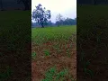 Lagu mera khet ka morning najarA Short video 😘