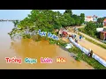Download Lagu Nghe Tiếng Trống Giục Liên Hồi Mới Biết - Bên Kia Sông Nước Cũng Sắp Tràn Đê / Quế Nghịch