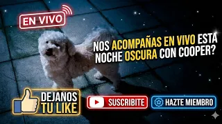 en vivo#cooper #puppy #dog #cute #funny #dogs #vivo #live #doglover #foryou #suscribite #shoutube
