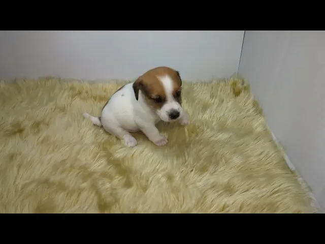動画