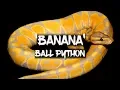 The Amazing Banana Ball Python