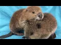 Houston SPCA is a Campus For All Animals