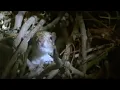 Lagu Anak Tupai Bersarang | Wildlife On One | BBC Earth