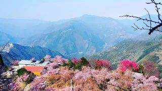 Lalashan sakura mountain Taiwan mountain of Sakura