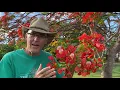 Download Lagu In the Garden with Dewey: The Flamboyant Tree