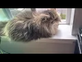 Long hair and beautiful flat face cat my Persian kitty