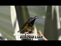 Download Lagu Kicauan burung sogon di alam liar 