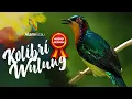 Download Lagu SUARA KOLIBRI WULUNG NEMBAK-NEMBAK COCOK UNTUK MASTERAN DAN PANCINGAN KOLIBRI MUNCANG/ KOLIBRI KACA