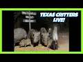 BlueIndigoTrails TEXAS NIGHT CRITTER CRUNCH - LIVE