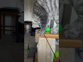 Download Lagu Jumping #hector #catcute #kitten #siberianmixs