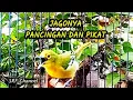 Lagu SUARA PIKAT BURUNG SIRTU/SIRPU PALING AMPUH JAMIN ANTI GAGAL@srfchannel3881 