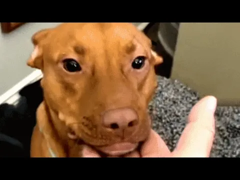 Shy shelter dog loves everyone in his new family