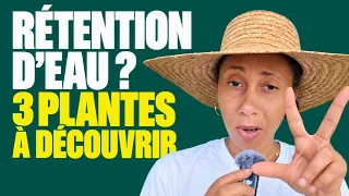 Jambes gonflées, ventre ballonné ? Ces 3 plantes créoles drainent naturellement