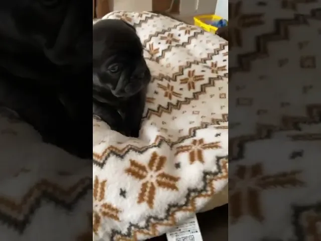 動画