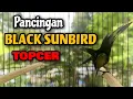 Download Lagu Pancingan burung KOLIBRI BLACK SUNBIRD ampuh mengatasi BS bisu