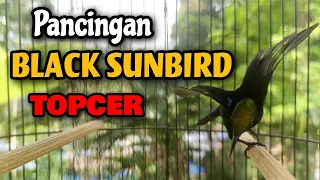 pancingan burung kolibri black sunbird ampuh mengatasi bs bisu
