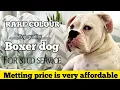 Top quality boxer dog for stud service affordable metting price very rare color