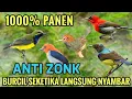 Download Lagu Suara pikat burung kecil | Suara pikat burcil baru 2025 terbukti ampuh