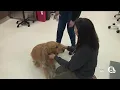 Has the mysterious dog illness spread into Ohio