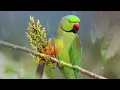 Rainy Forest Birdsong and Peaceful Nature Sounds 🍃 Deep Relaxation for Mind, Body & Soul 🐦
