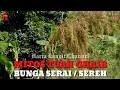 Mitos Khasiat Ghaib Bunga Serai (Kembang Sereh)