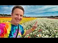 Inside the Carlsbad Flower Fields Complete Tour