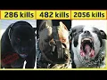Top 10 dangerous dog breeds in the world 2020 Hindi
