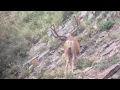 Big Wide Typical - MonsterMuleys com