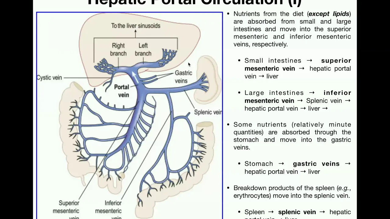 Anatomy | Hepatic Portal Circulation EXPLAINED