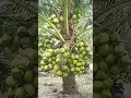 High yielding DWARF COCONUT tree #shorts