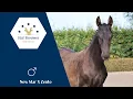 Download Lagu New Star X Zento stallion