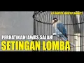 Download Lagu SETINGAN LOMBA LB SINGLE FIGHTER